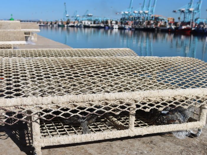 algeciras ocean ecostructures